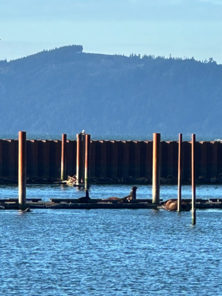 Sea lions near Pier 39 in Astoria, Oregon by Happy Vegan Campers