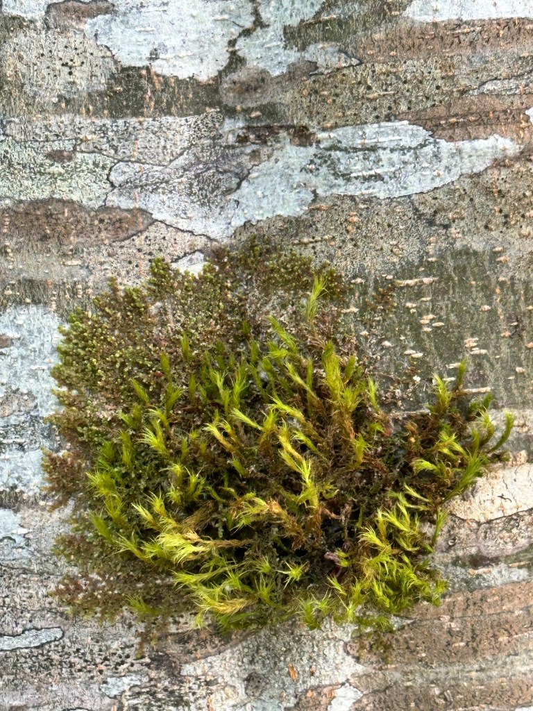 Willapa Wildlife Refuge in Washington by Happy Vegan Campers