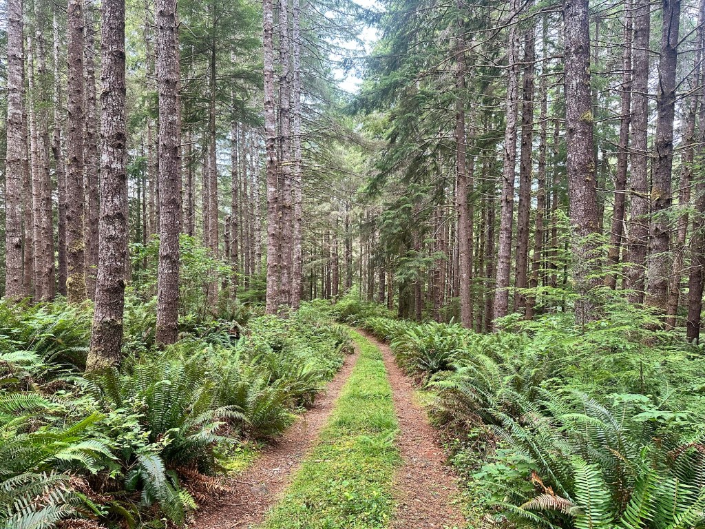 Potential boondocking area in Washington by Happy Vegan Campers