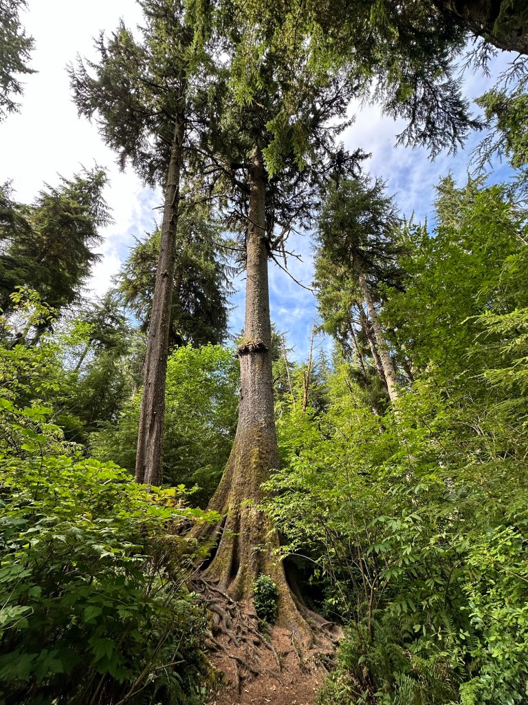 Cathedral Tree in Astoria, Oregon by Happy Vegan Campers