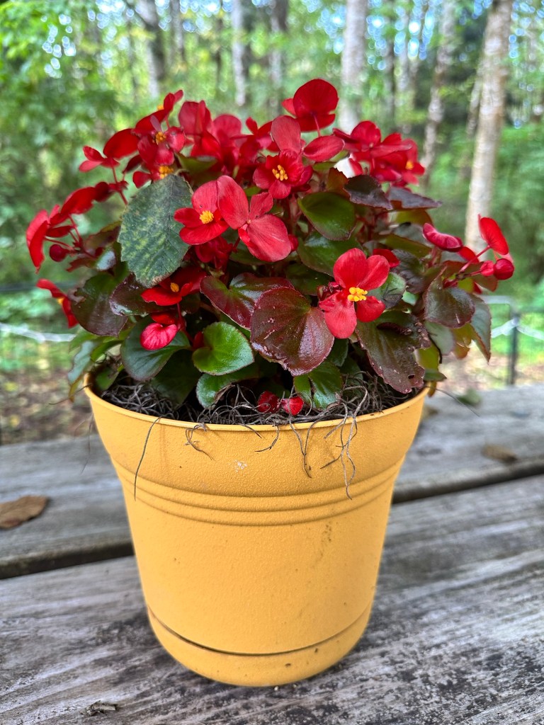 Begonia plant doing much better after being eaten by an animal in Texas by Happy Vegan Campers