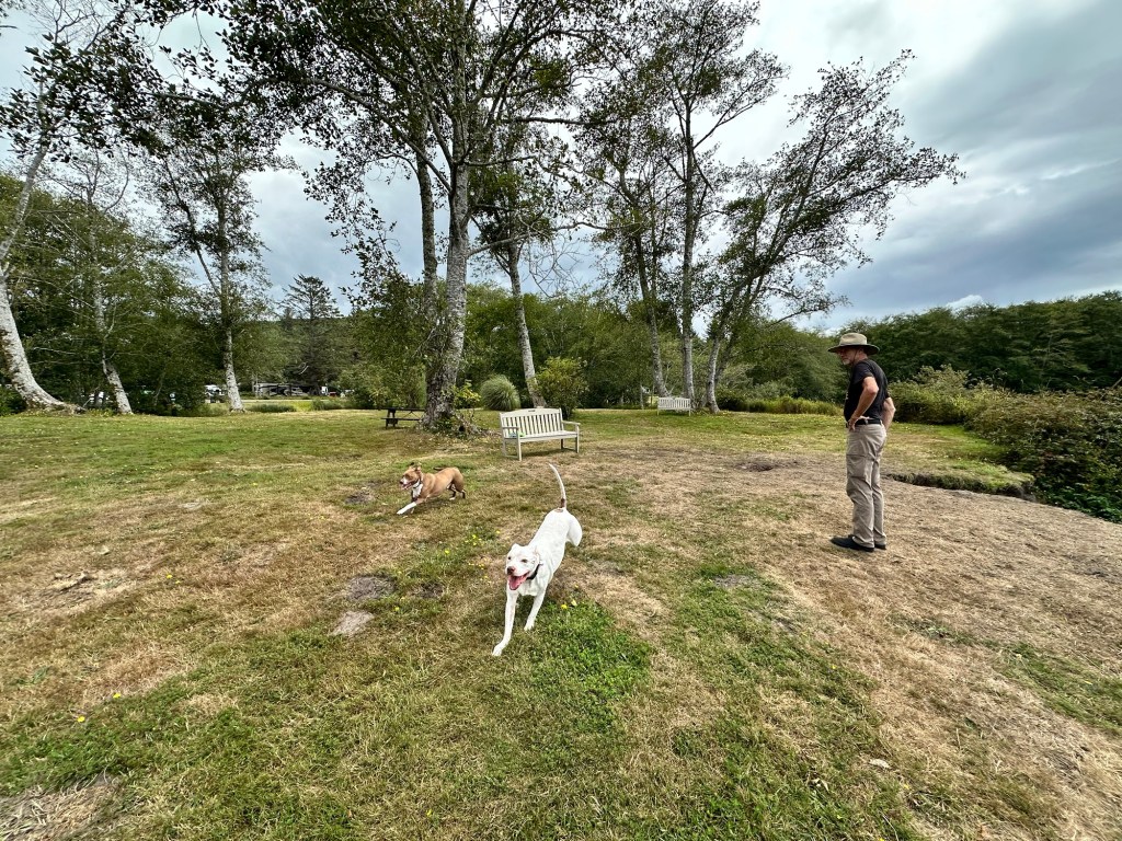 Daniel watches Peter and Marcel running off leash on “dog island” at Thousand Trails Seaside in Seaside, Oregon by Happy Vegan Campers
