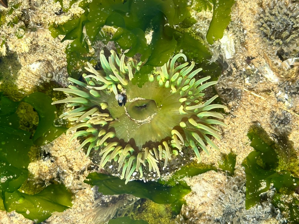 Hug Point State Recreation Site in Oregon by Happy Vegan Campers