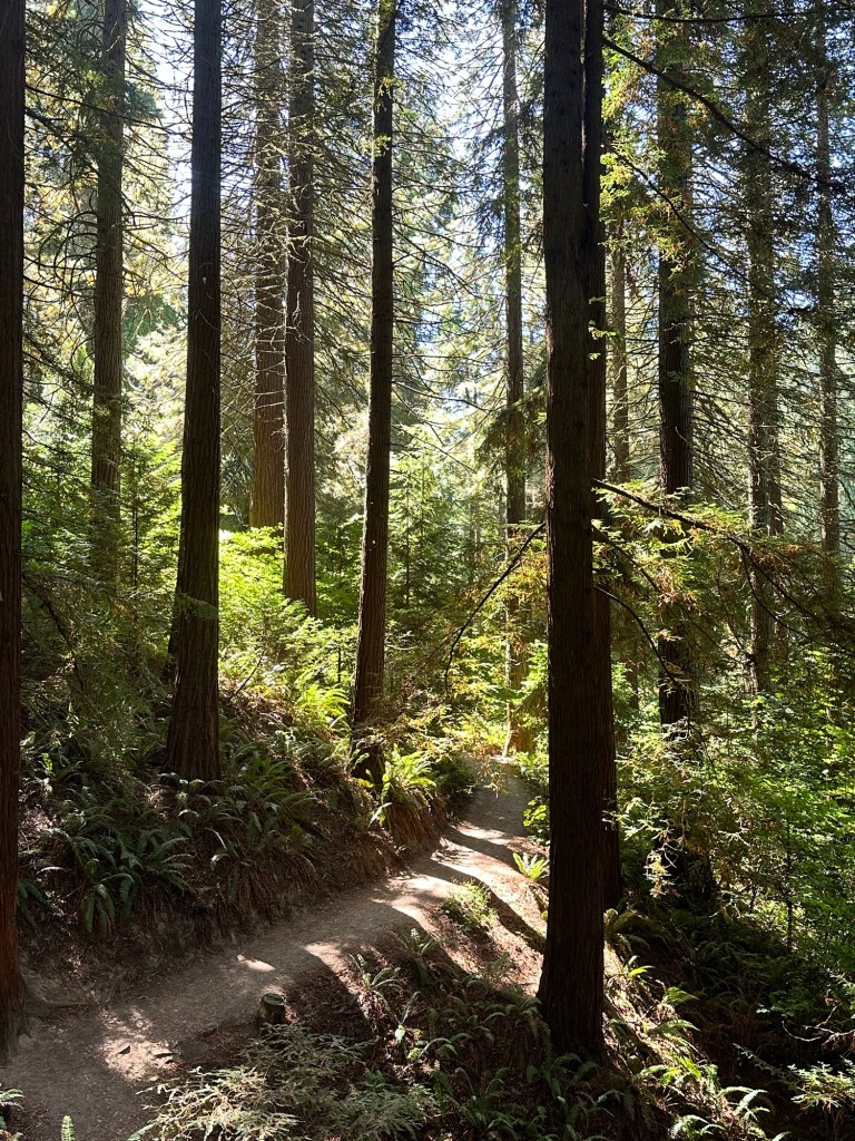 Redwood Observation Deck at Hoyt Arboretum in Portland, Oregon by Happy Vegan Campers