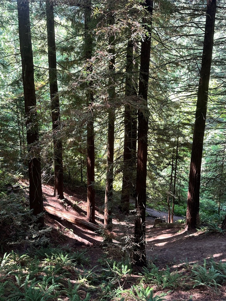 Redwood Observation Deck at Hoyt Arboretum in Portland, Oregon by Happy Vegan Campers