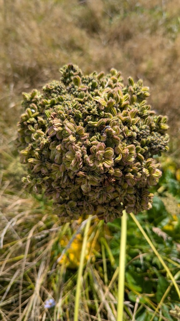 Flower at Ecola State Park in Oregon by Happy Vegan Campers