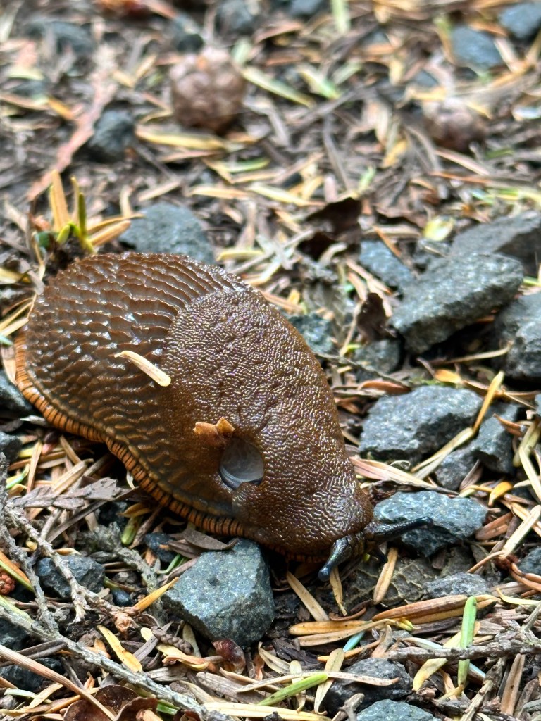 Banana slug in Florence, Oregon by Happy Vegan Campers