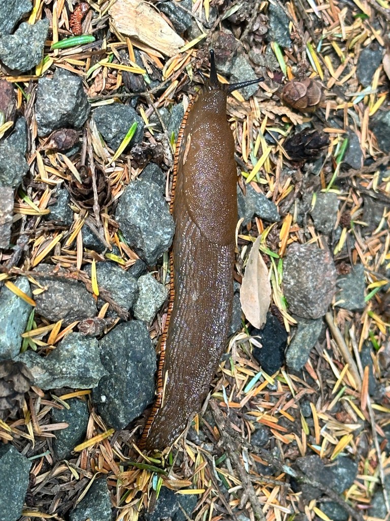 Banana slug in Florence, Oregon by Happy Vegan Campers