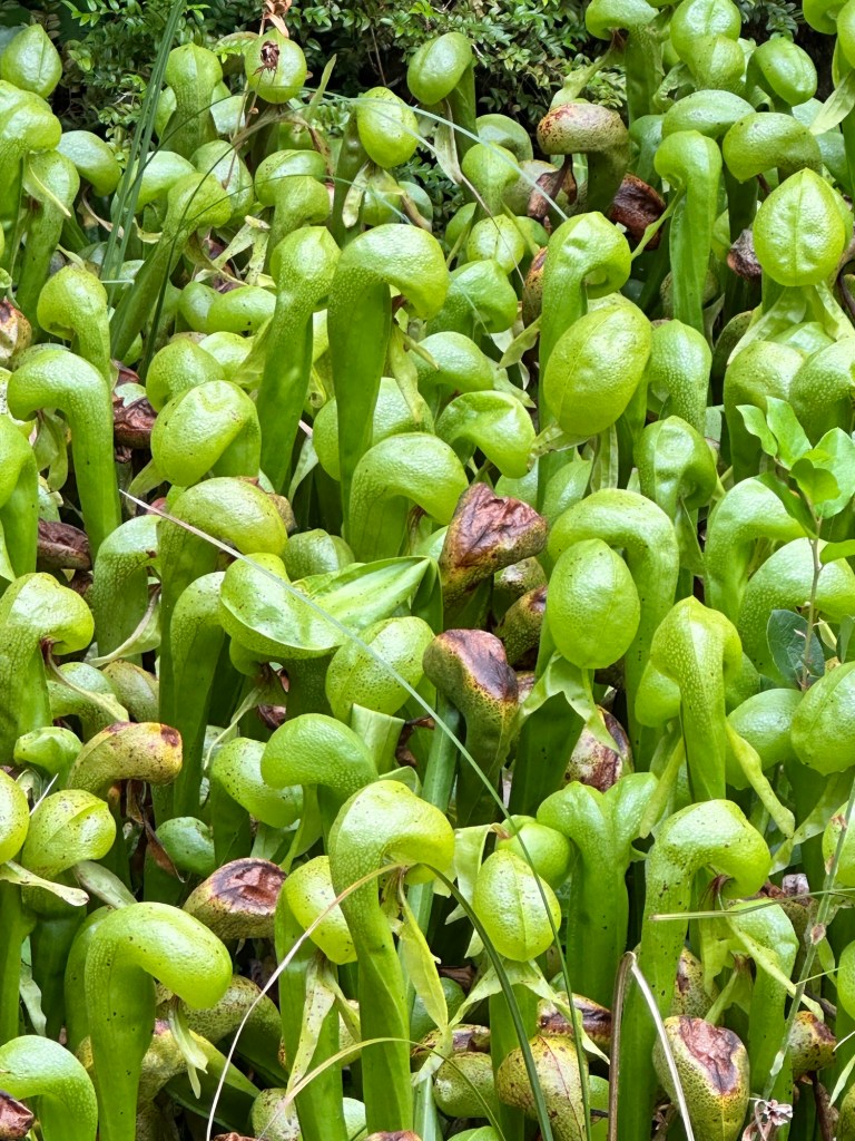 Carnivorous pitcher plants at Darlingtonia Wayside in Florence, Oregon by Happy Vegan Campers