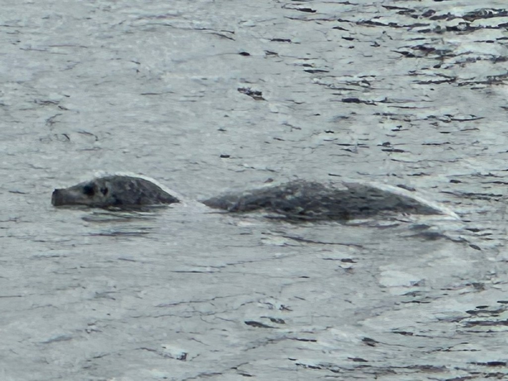 Seal in Florence, Oregon by Happy Vegan Campers