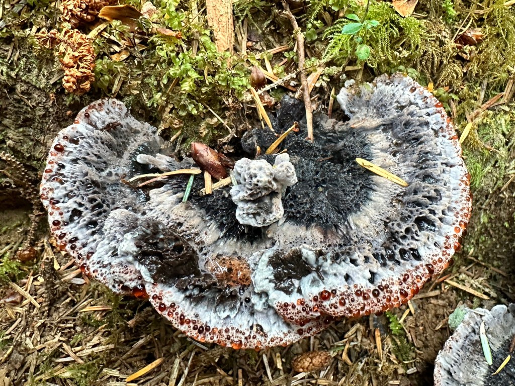 Bleeding Blue Tooth fungus in Oregon by Happy Vegan Campers
