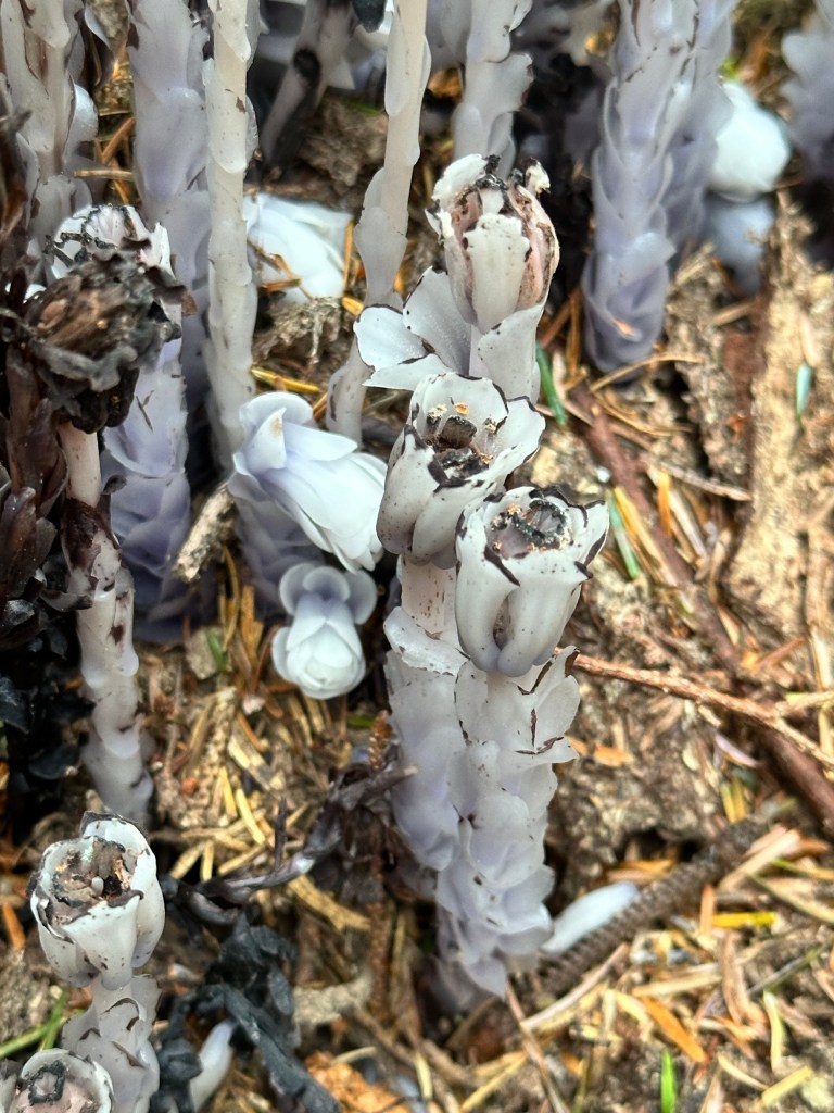 Ghost Pipes in Oregon by Happy Vegan Campers