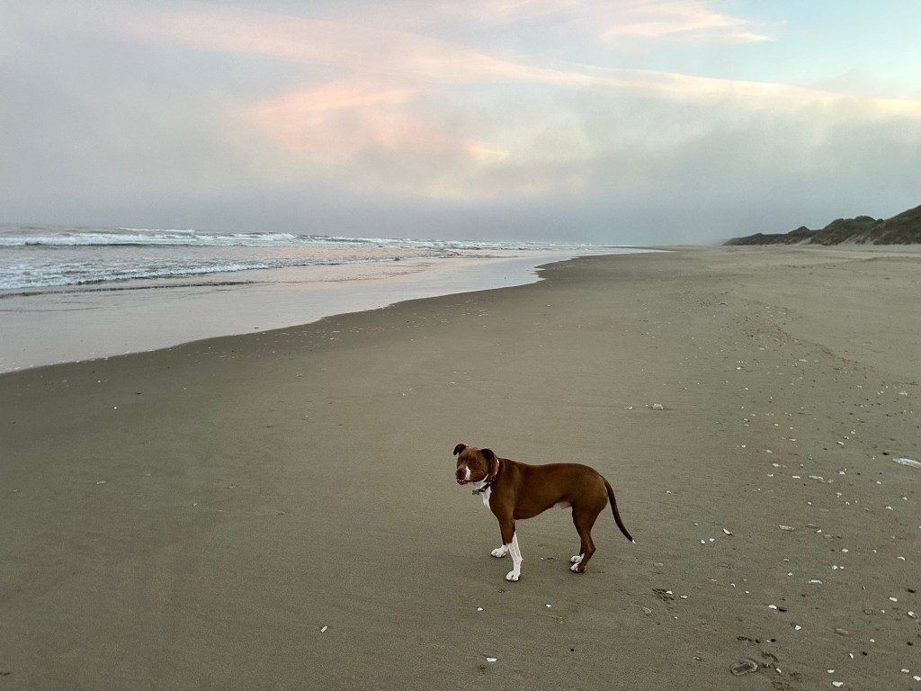 Marcel on South Jetty beach in Florence, Oregon by Happy Vegan Campers