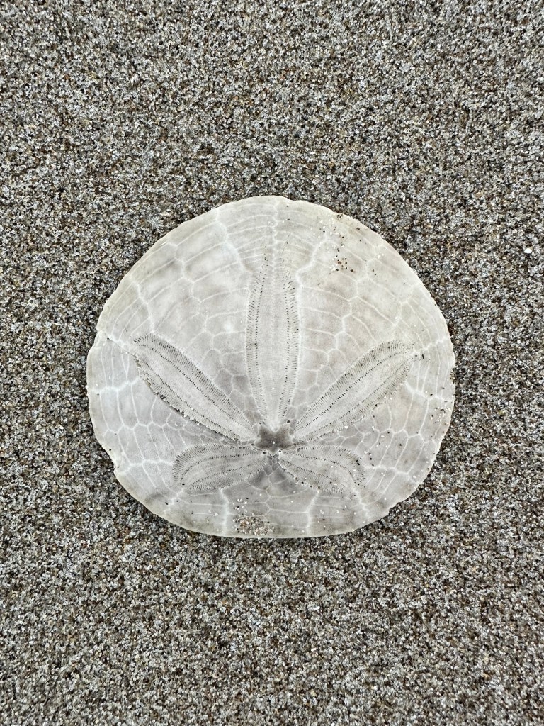 Sand dollar found on South Jetty beach in Florence, Oregon by Happy Vegan Campers