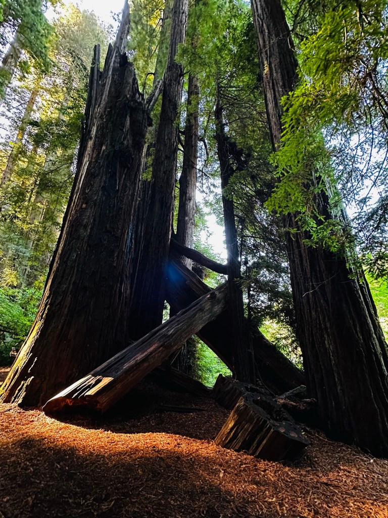 Stout Grove Trail in Redwoods National Park in California by Happy Vegan Campers
