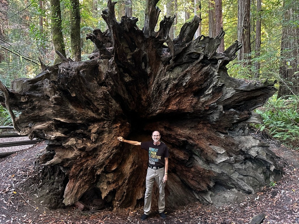 Daniel by fallen tree on Stout Grove Trail in Redwoods National Park in California by Happy Vegan Campers