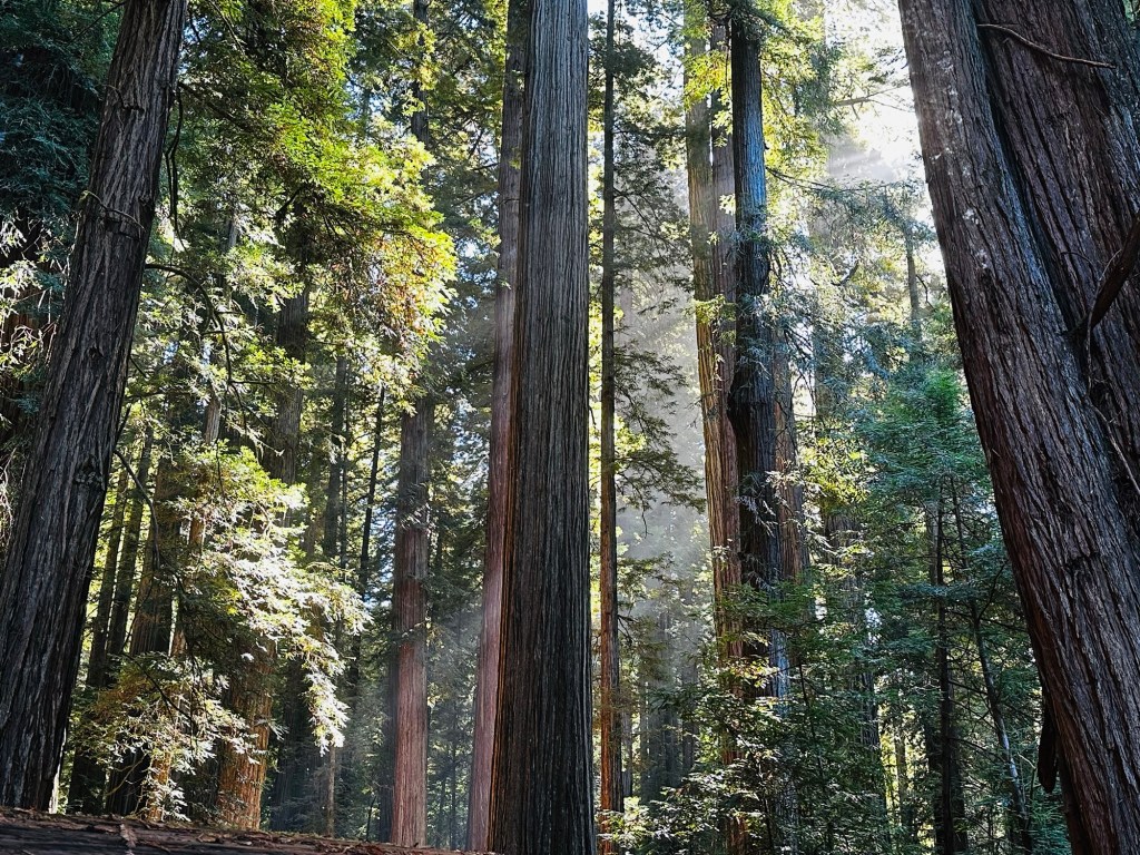Stout Grove Trail in Redwoods National Park in California by Happy Vegan Campers