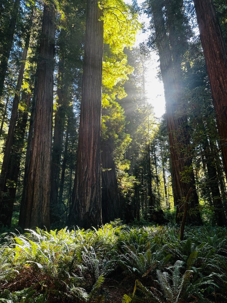 Stout Grove Trail in Redwoods National Park in California by Happy Vegan Campers