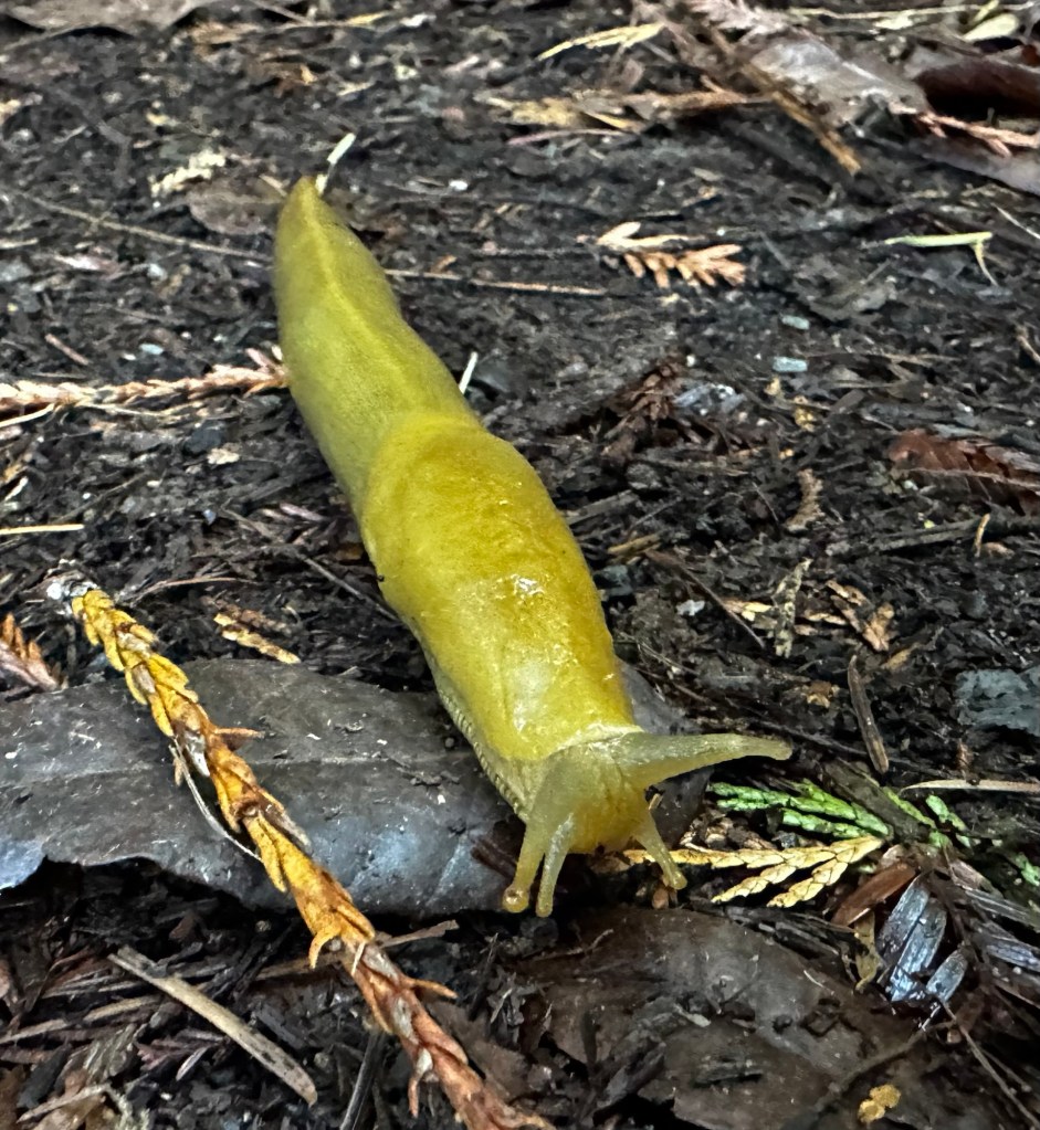Banana slug in Stout Grove Trail in Redwoods National Park in California by Happy Vegan Campers