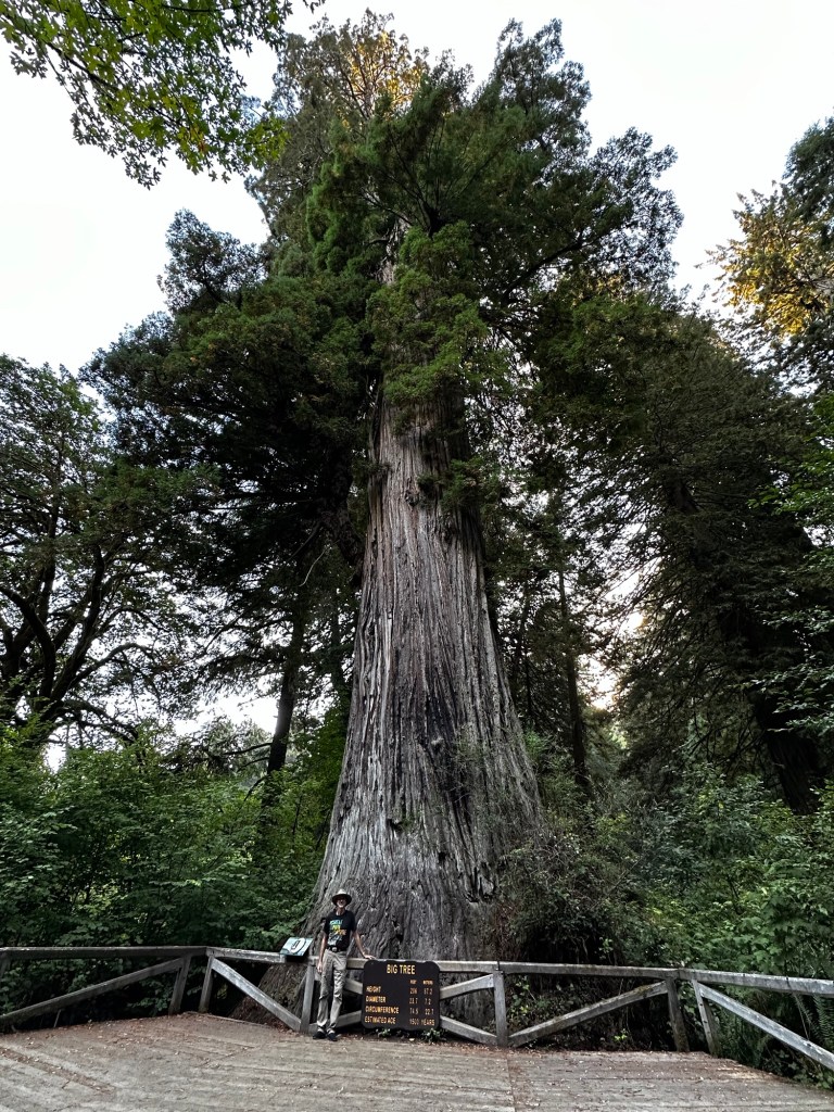 “The Big Tree” in Redwood National Park in California by Happy Vegan Campers