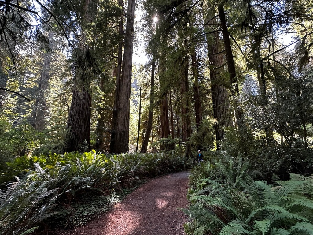 Jedidiah Smith Redwoods State Park in California by Happy Vegan Campers