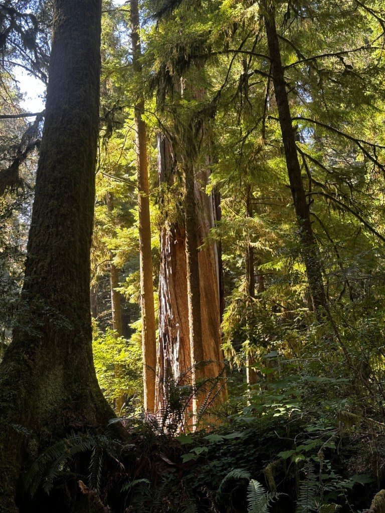 Jedidiah Smith Redwoods State Park in California by Happy Vegan Campers