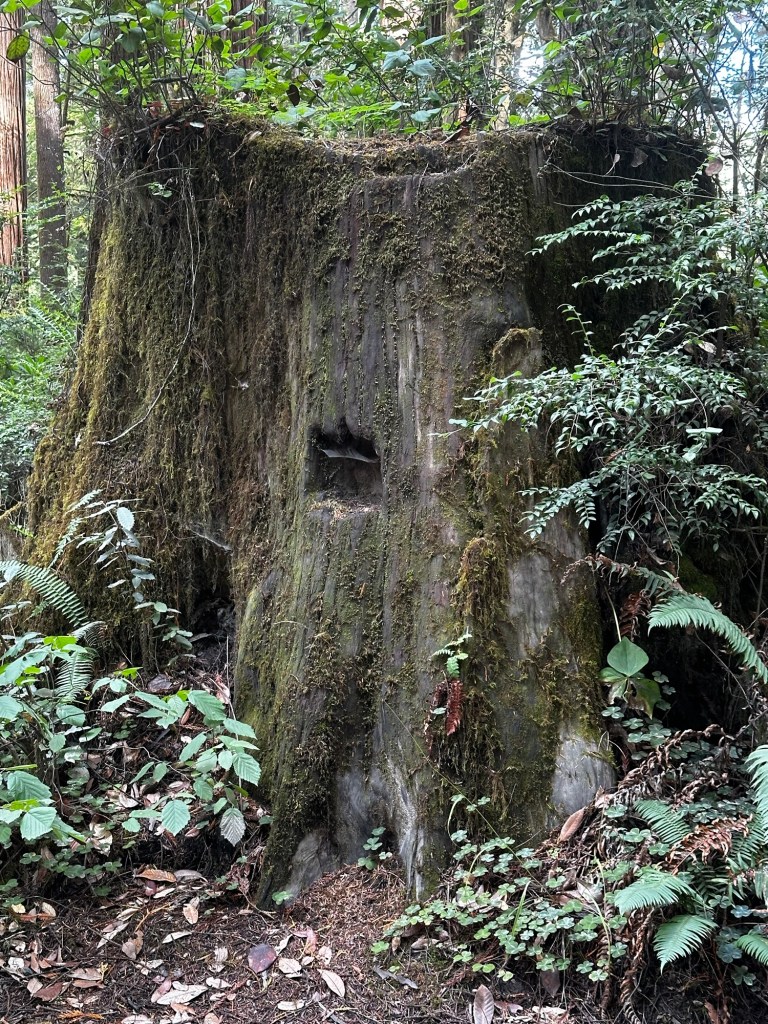Notches in felled trees on Howland Hill Rd in Jedidiah Smith Redwoods State Park in California by Happy Vegan Campers