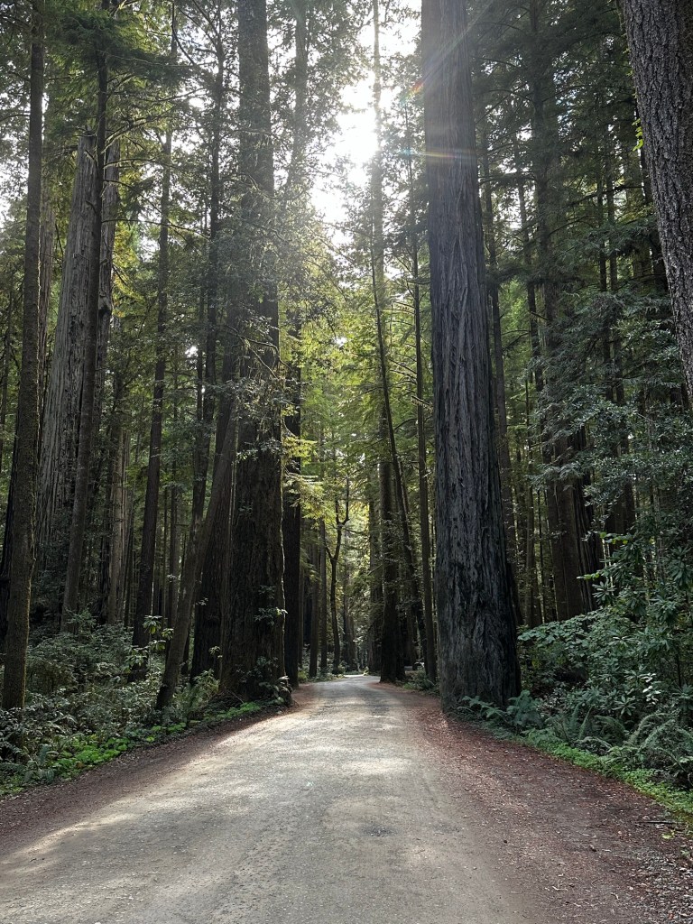 Howland Hill Rd in Jedidiah Smith Redwoods State Park in California by Happy Vegan Campers