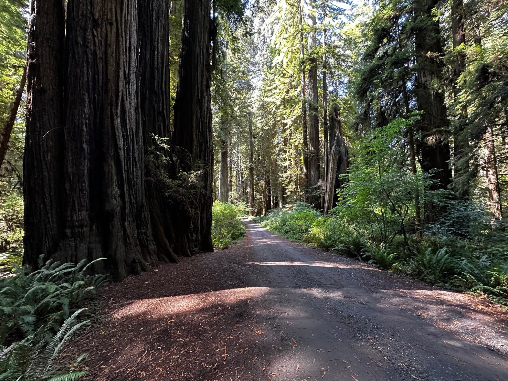 Cal Barrel Rd in Redwood National Park in California by Happy Vegan Campers