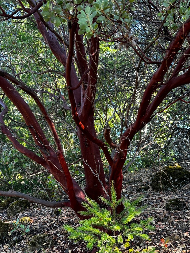 Lake Sonoma in California by Happy Vegan Campers