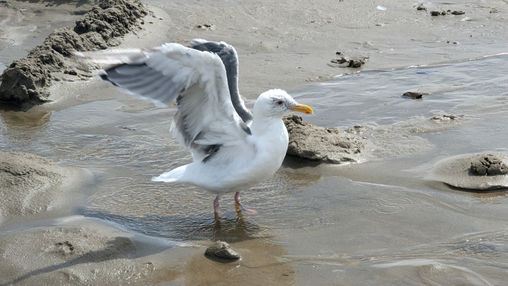 Bathing seagull in Oregon by Happy Vegan Campers