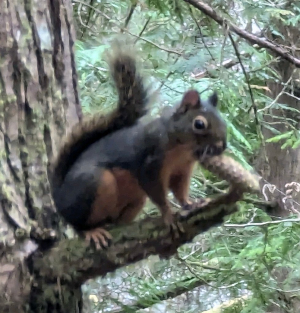 Squirrel with pinecone at Siltcoos Lake Trail #1333 in Oregon by Happy Vegan Campers