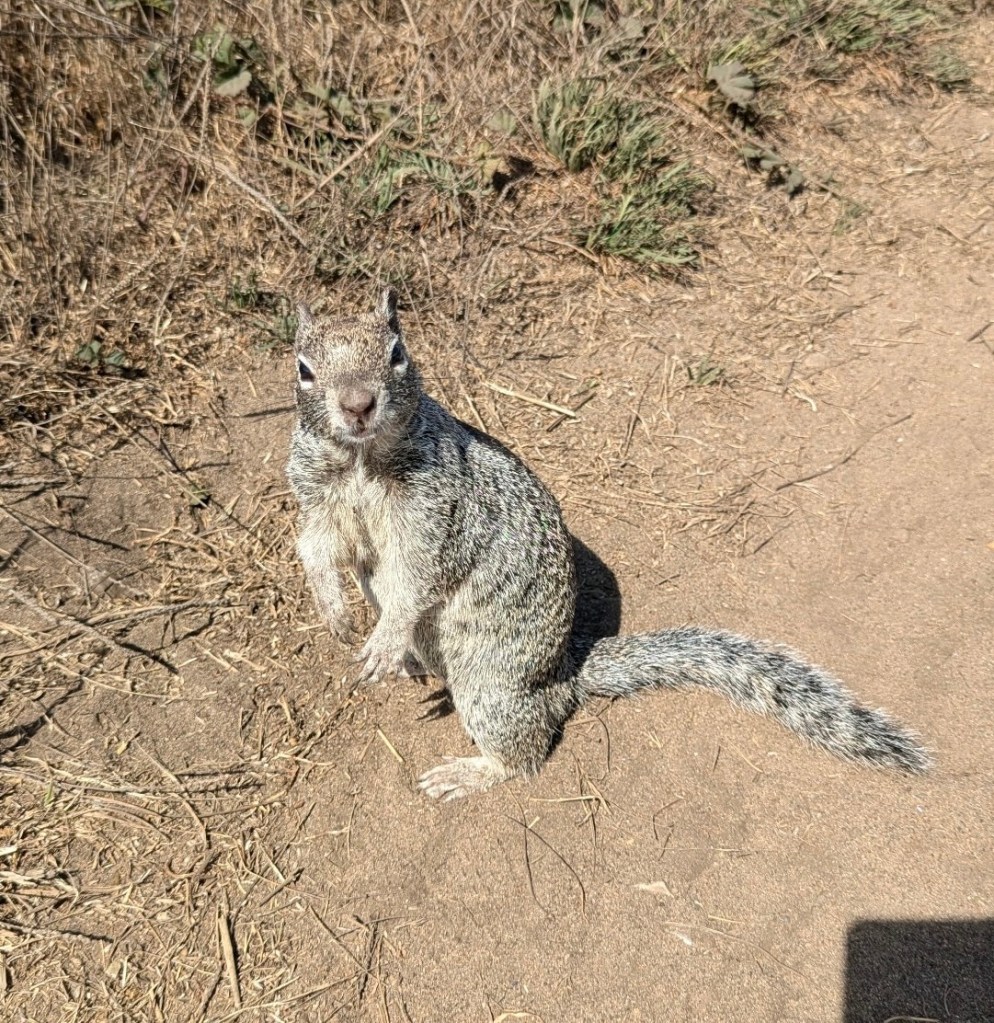 Squirrel friend at Glass beach in Fort Bragg, California by Happy Vegan campers