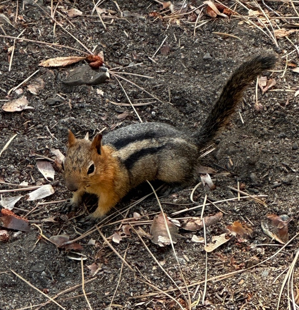 Chipmunk at Tallac Historic Site in South Lake Tahoe, California by Happy Vegan Campers