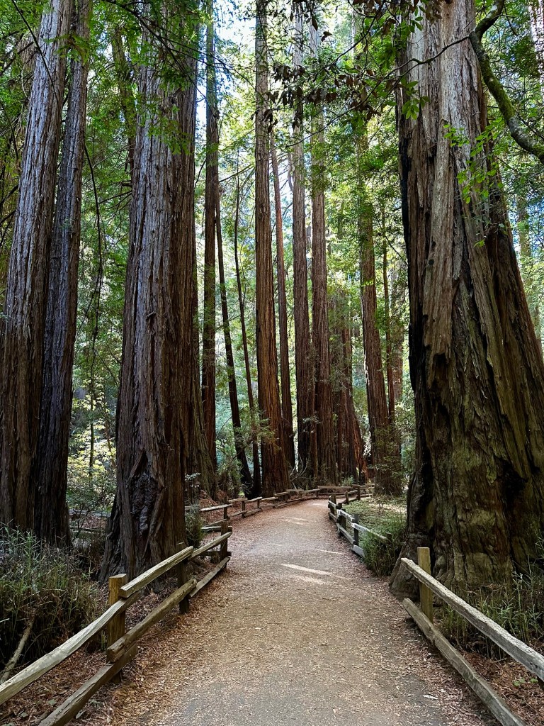 Muir Woods in Mill Valley, California by Happy Vegan Campers