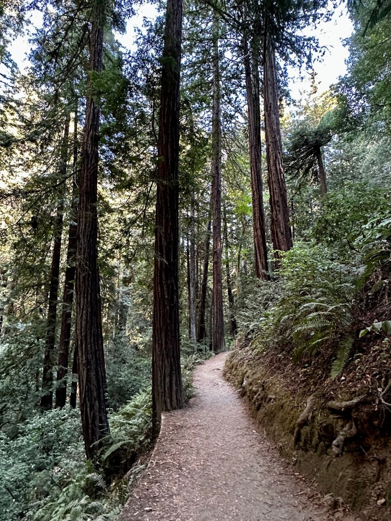 Muir Woods in Mill Valley, California by Happy Vegan Campers