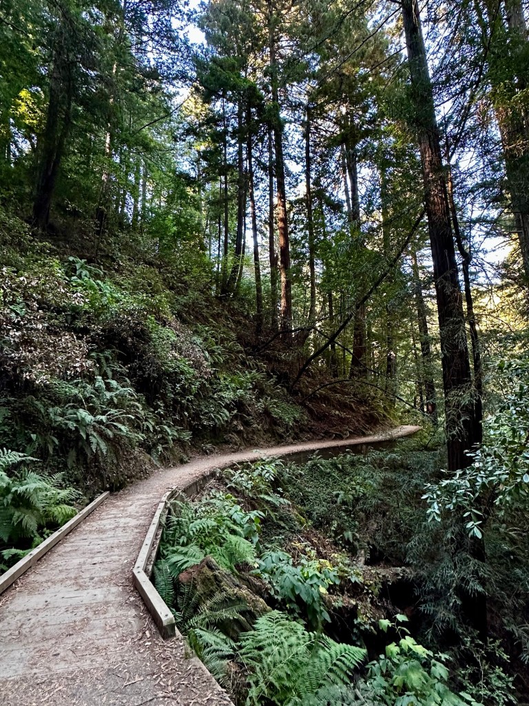 Muir Woods in Mill Valley, California by Happy Vegan Campers