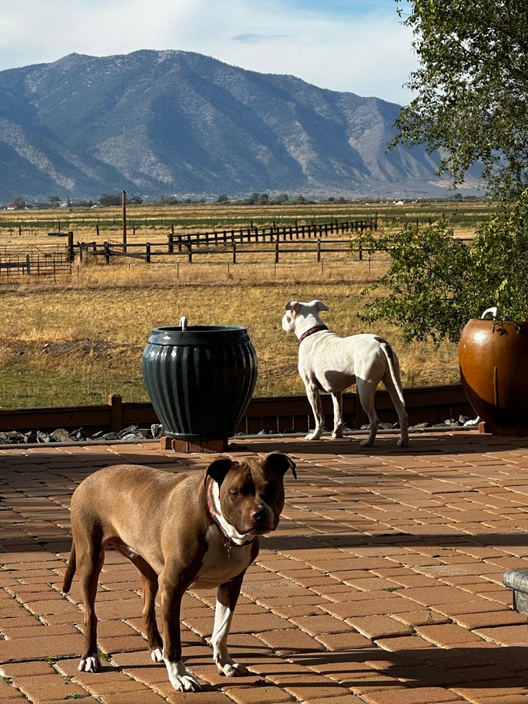 Marcel and Peter enjoying Aunt Darlene’s patio in Minden, Nevada by Happy Vegan Campers