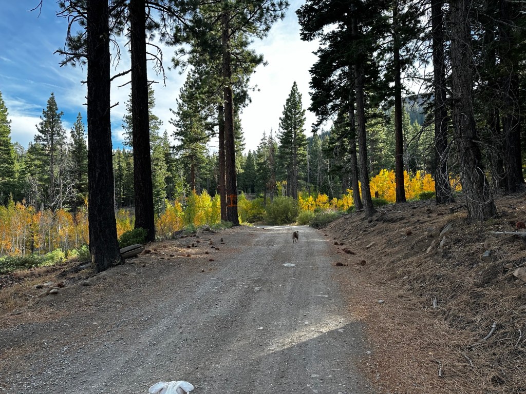 Road to Crystal Mine in California by Happy Vegan Campers