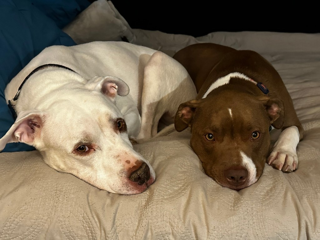 Peter and Marcel in Greenwood, California by Happy Vegan Campers