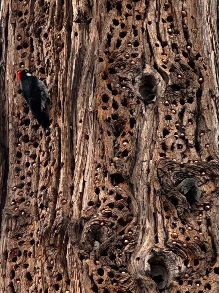 Woodpecker and tree with holes in Greenwood, California by Happy Vegan Campers
