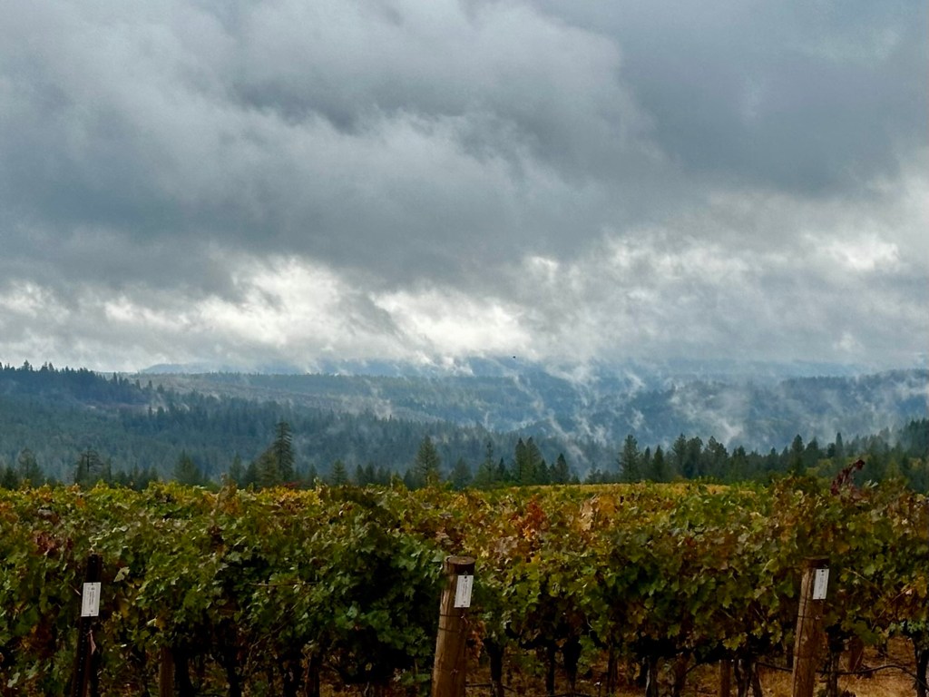 Vineyard with misty mountains in Greenwood, California by Happy Vegan Campers