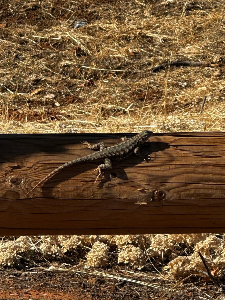 Lizard at Hidden Falls in Auburn, California by Happy Vegan Campers