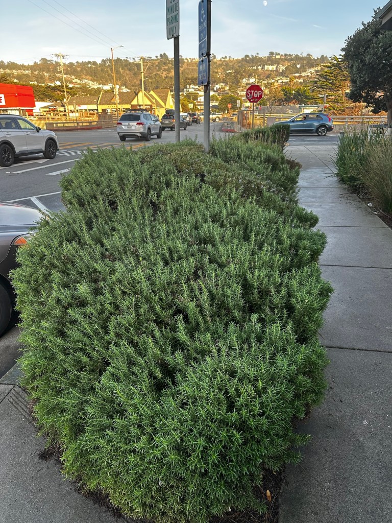 Giant rosemary plant in Pacifica, California by Happy Vegan Campers