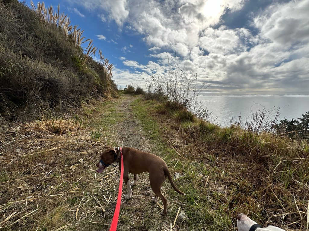 View from Boronda Trail near Big Sur, California. Picture by Happy Vegan Campers.