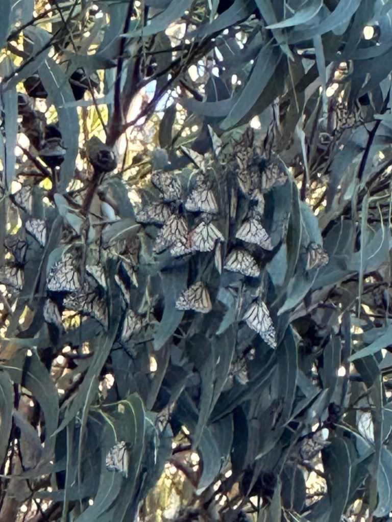 Pacific Grove Monarch Sanctuary in Pacific Grove, California. Picture by Happy Vegan Campers.