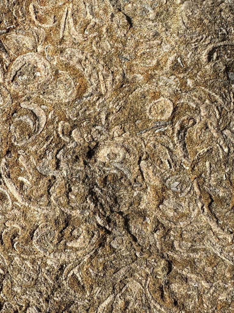 Rocks/fossils at Sierra Vista Open Space Preserve in the Bay Area, California. Picture by Happy Vegan Campers.