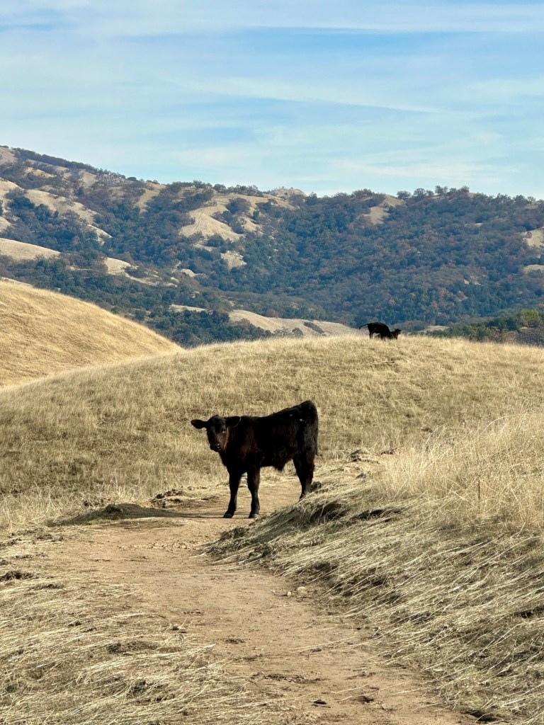 Cows at Sierra Vista Open Space Preserve in the Bay Area, California. Picture by Happy Vegan Campers.
