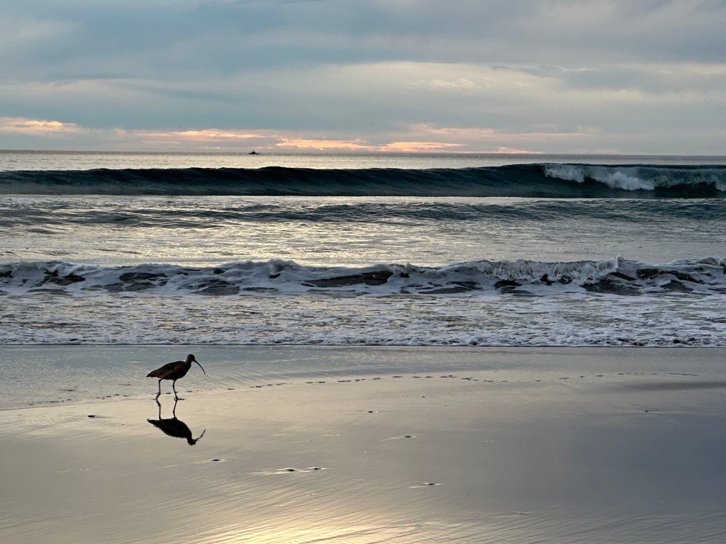 Bird on beach at Morro Strand State Beach in Morro Bay, California. Picture by Happy Vegan Campers.
