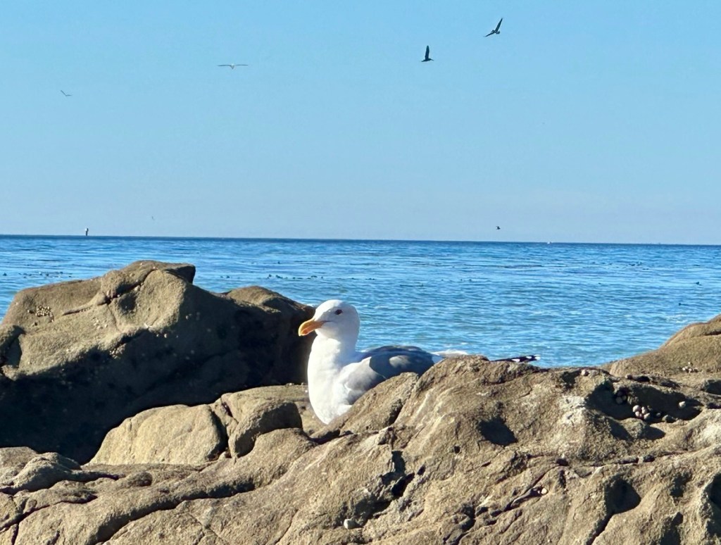 View from Highway 1 near San Simeon, California. Picture by Happy Vegan Campers.